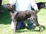 Cães