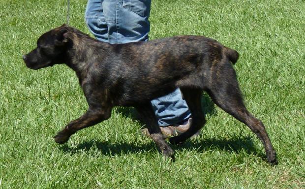 Cão de Fila de São Miguel