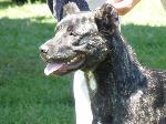 Cães