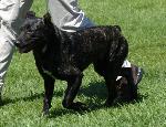 Cães