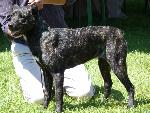 Cães