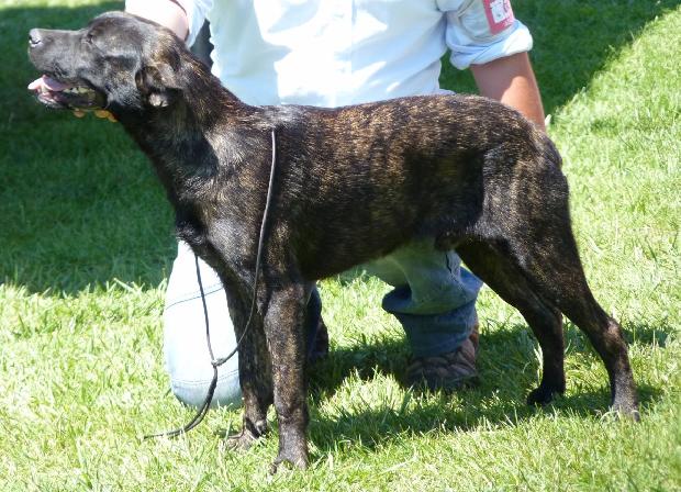 Cão de Fila de São Miguel