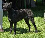 Cães
