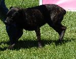 Cães