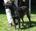 Cão de Fila de São Miguel