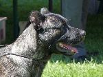 Cães