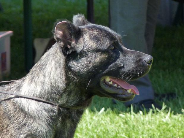 Cão de Fila de São Miguel