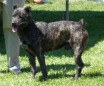 Cães