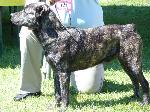Cães