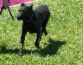 Cão de Fila de São Miguel