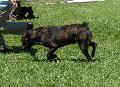 Cão de Fila de São Miguel