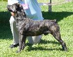 Cães