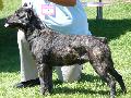 Cão de Fila de São Miguel