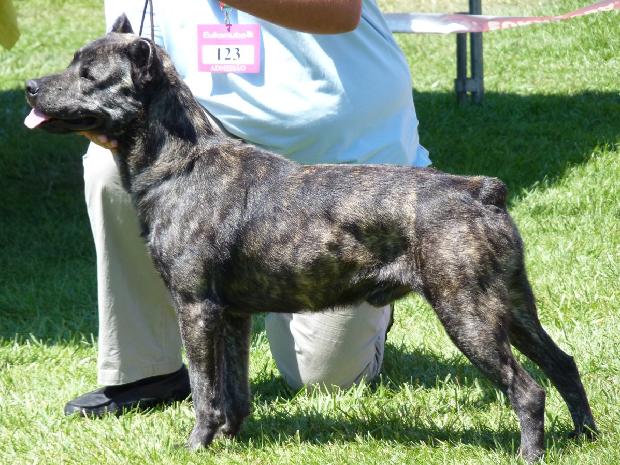 Cão de Fila de São Miguel