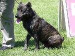 Cães