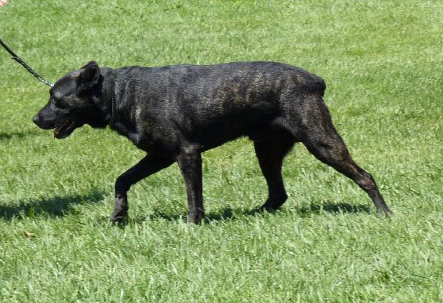 Cão de Fila de São Miguel