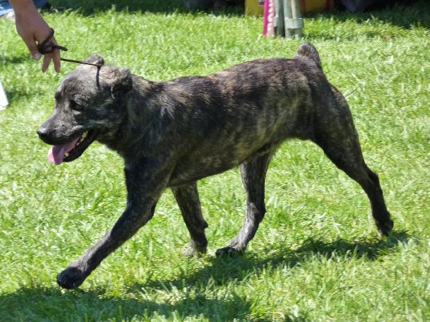 Cão de Fila de São Miguel