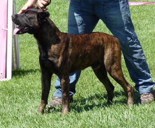 Cão de Fila de São Miguel