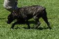 Cão de Fila de São Miguel