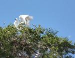 Aves