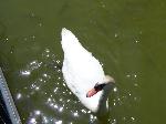 Aves