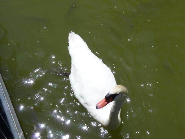 Cisne-branco