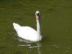 Aves