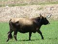 Vaca