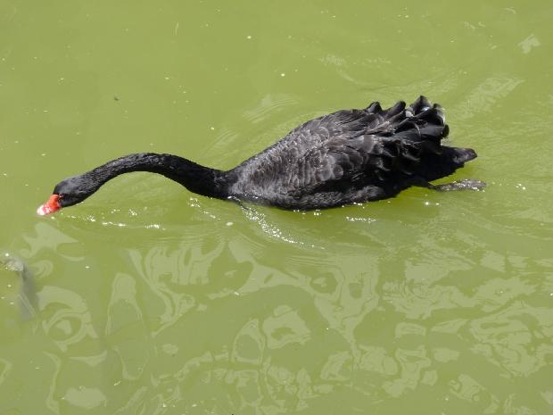 Cisne-negro