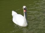 Aves