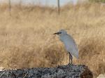 Aves