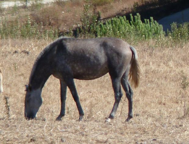 Cavalo