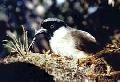 Melamprosops phaeosoma