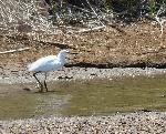 Aves