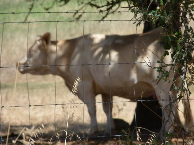 Vaca