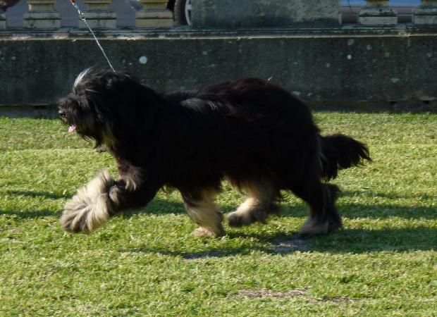 Cão da Serra de Aires