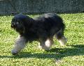 Cão da Serra de Aires