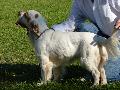 Clumber Spaniel
