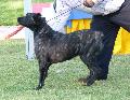 Cão de Fila de São Miguel