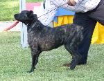 Cães
