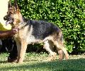Cão de Pastor Alemão