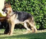 Cães