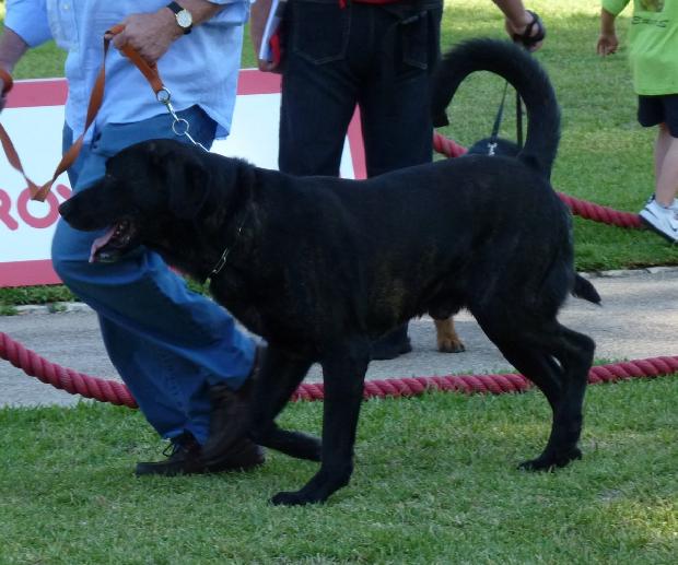 Cão de Castro Laboreiro