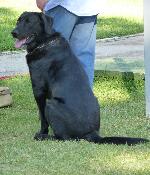 Cães