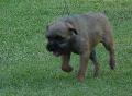 Border Terrier