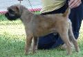 Border Terrier