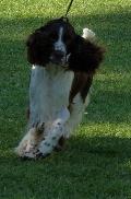 English Springer Spaniel