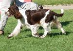 Cães