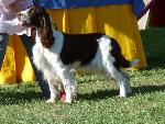 Cães
