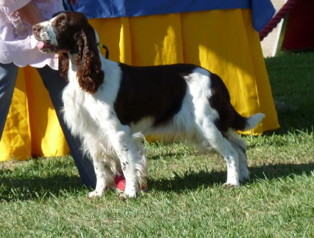 English Springer Spaniel